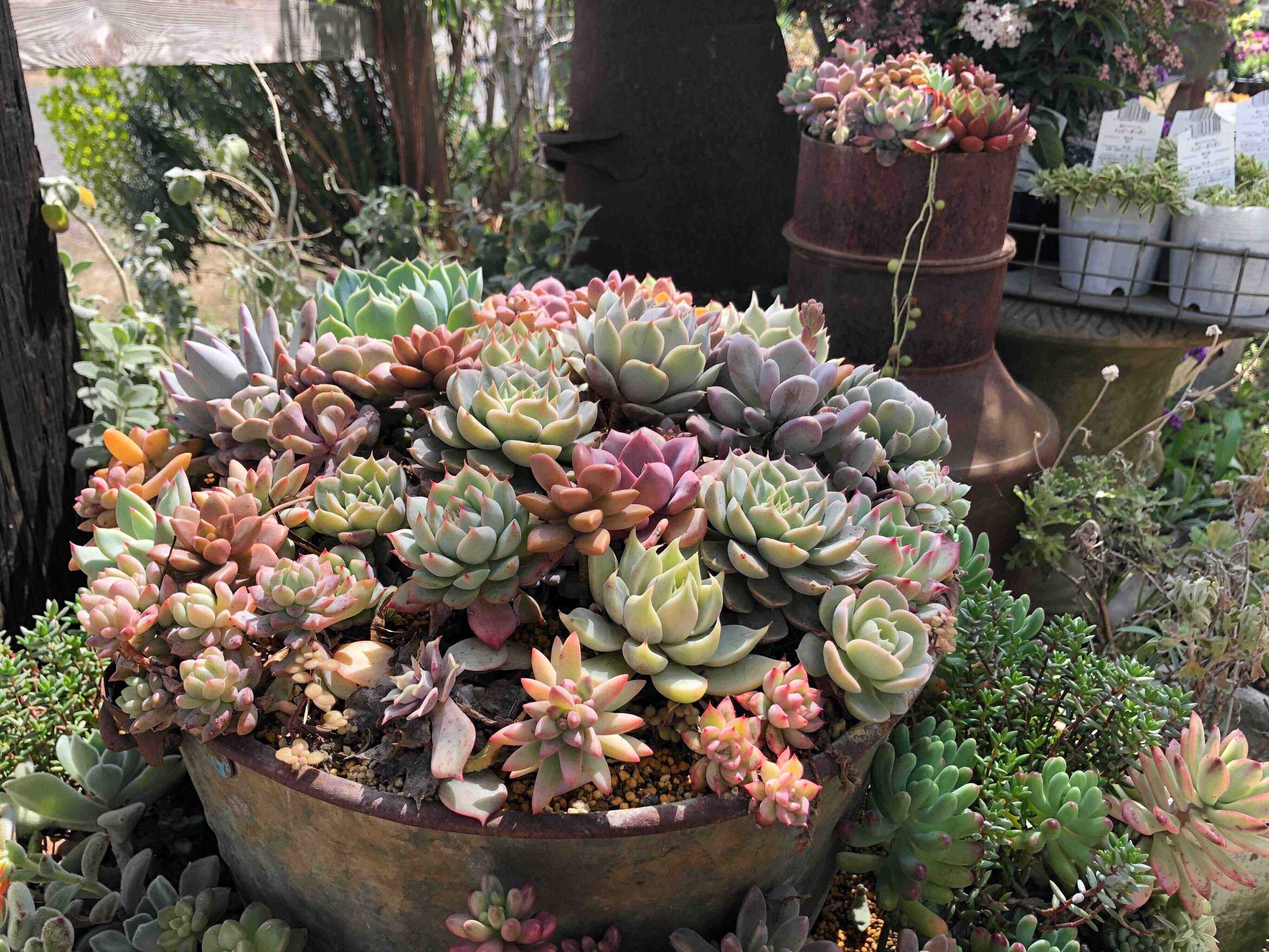 多肉植物　初心者　選び方