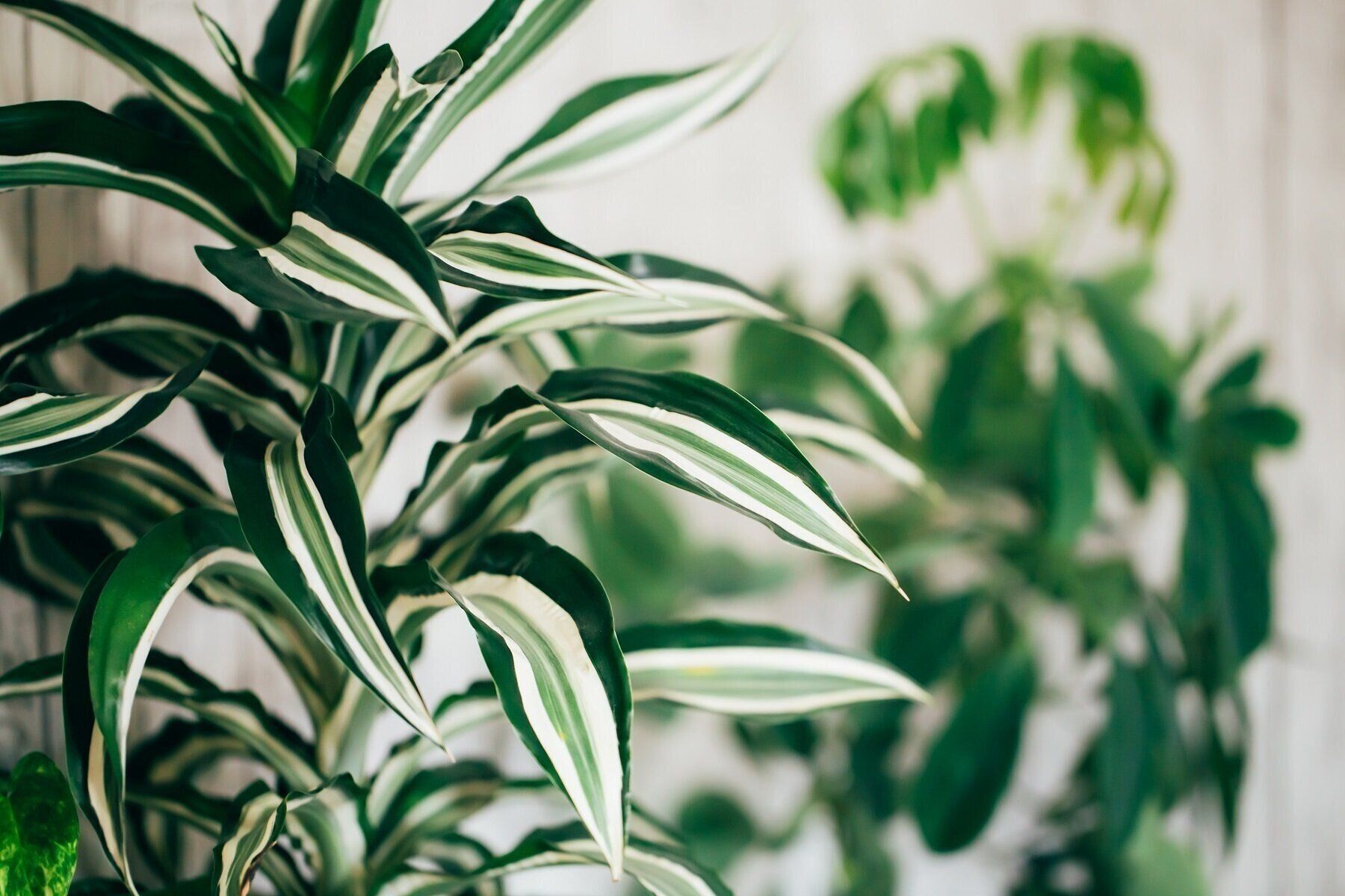 すぐ捨てて！持っていると知らないうちに「金運が下がるモノ」【Dr.コパの風水解説】