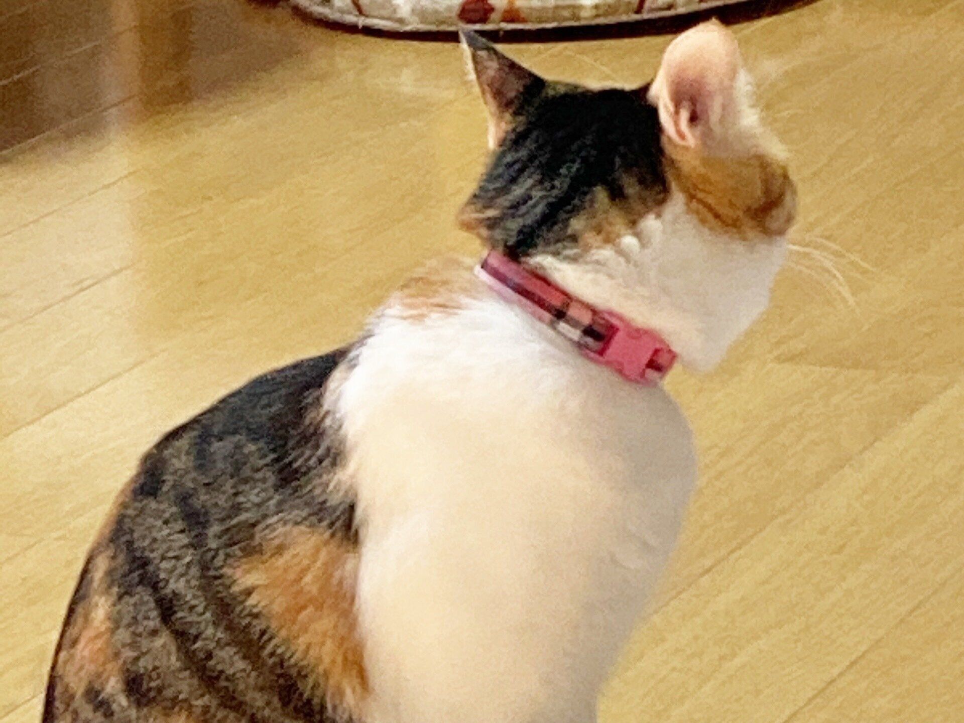 セーフティバックル付き首輪