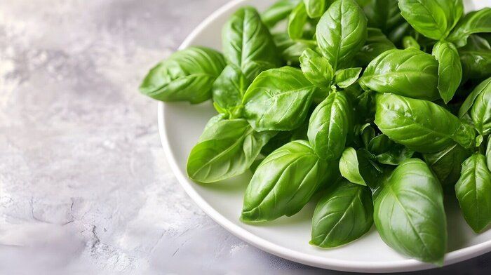 【管理栄養士監修】「バジル」の主な栄養素とカロリーまとめ！おすすめな調理方法は？