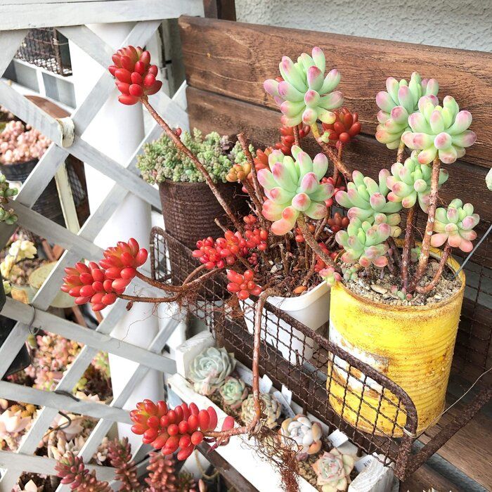 【多肉植物】なんで枯れちゃうの…？多肉初心者さんがやりがちな「NG行動」2選