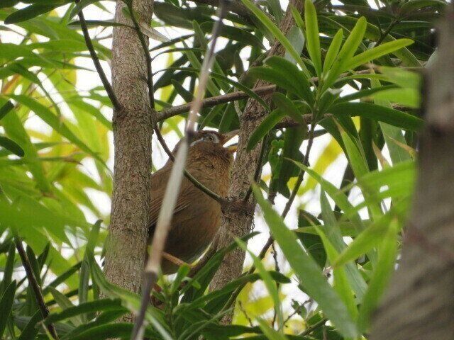 「人来鳥」っていったい何の鳥？オノマトペの面白さがわかる本