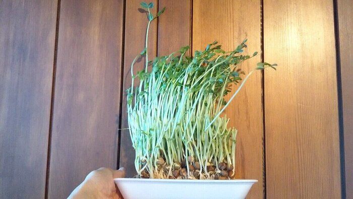 再収穫できるコスパ抜群の「豆苗」、違う条件で栽培してわかったグングン増やすポイントは？