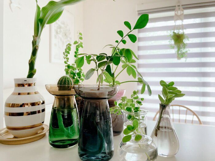 お手軽にリアルグリーンを楽しみたい！土を使わない3つの方法