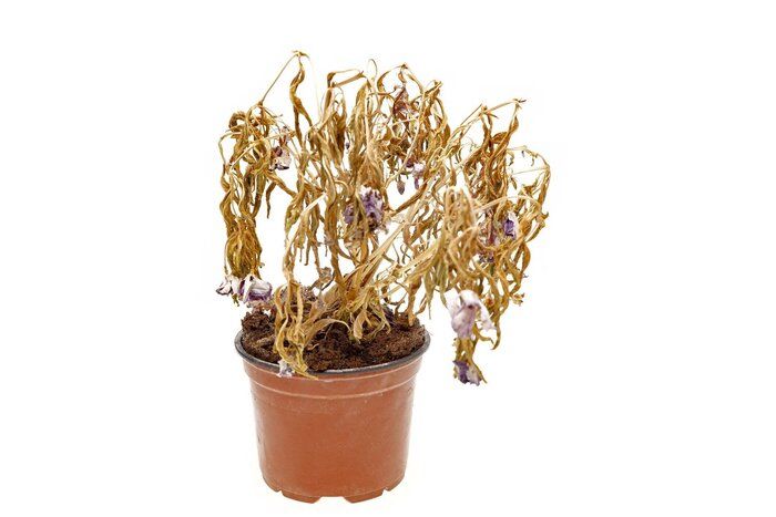 捨てれば捨てるほど運気アップ 今すぐ捨てるべきものbest8 ポイント交換のpex