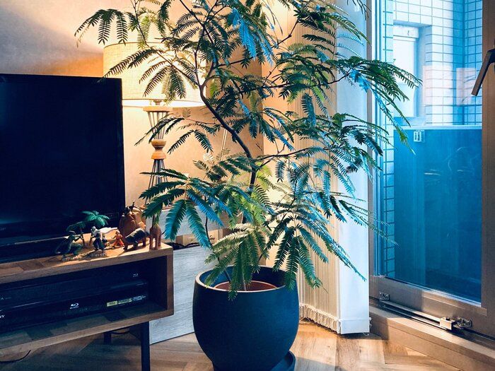 【観葉植物】もう枯らさない！最適な選び方で部屋の魅力を底上げしよう！