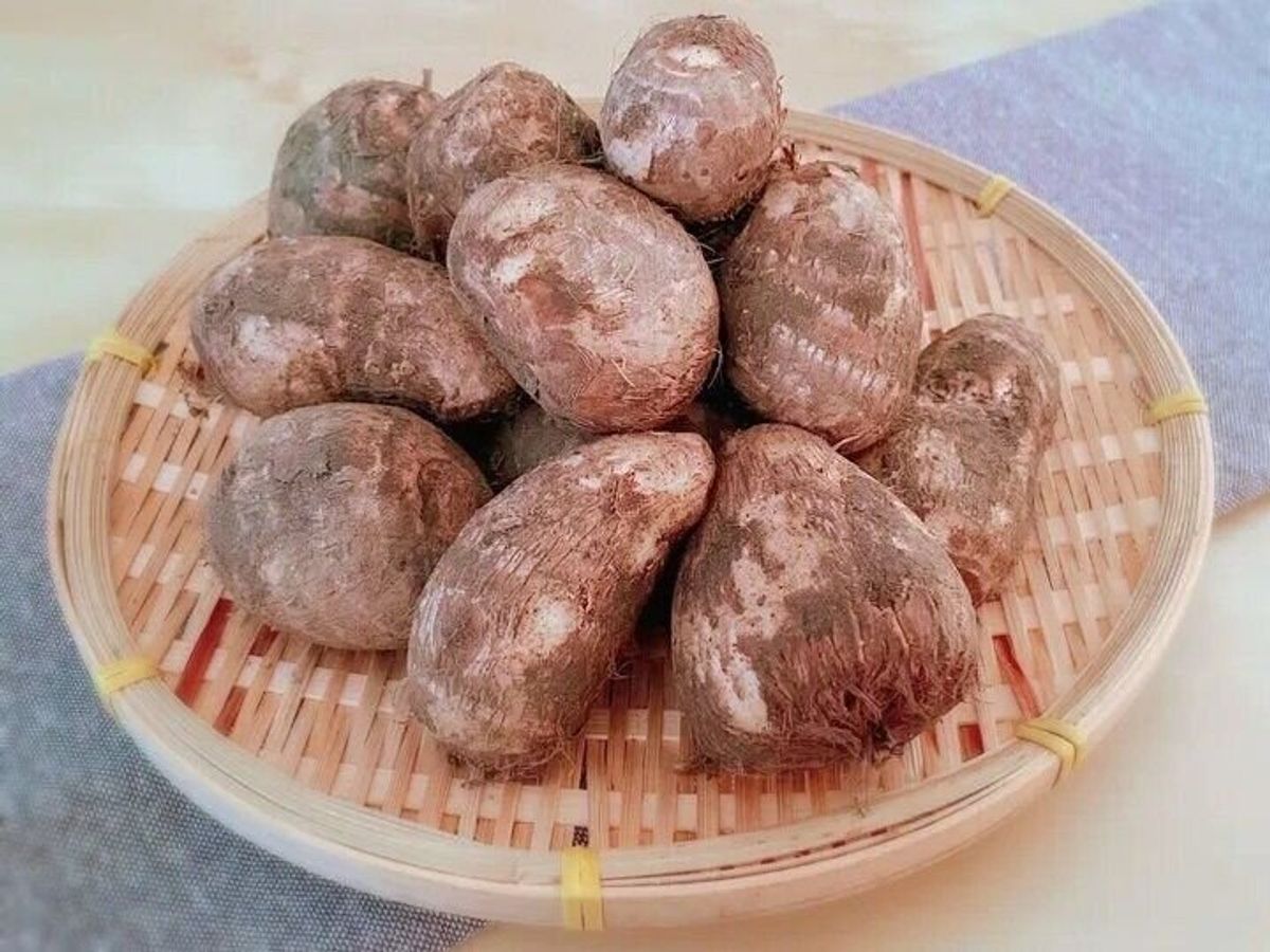 さといも 図鑑 | 里芋の種類一覧表 – 【種子植物図鑑 #041】サトイモ科の種類は?写真一覧 – QDXCS
