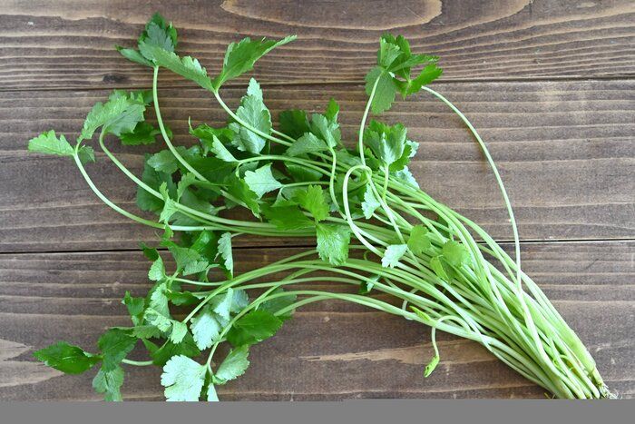 【旬食材】薬味だけじゃもったいない！三つ葉を主役にして味わう♪簡単レシピ3選