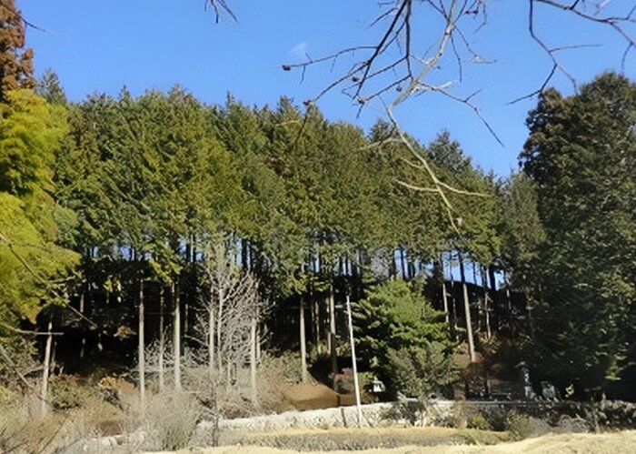 【花粉シーズン到来】寒くてもすでに飛んでいる！今気をつけたいポイントとは