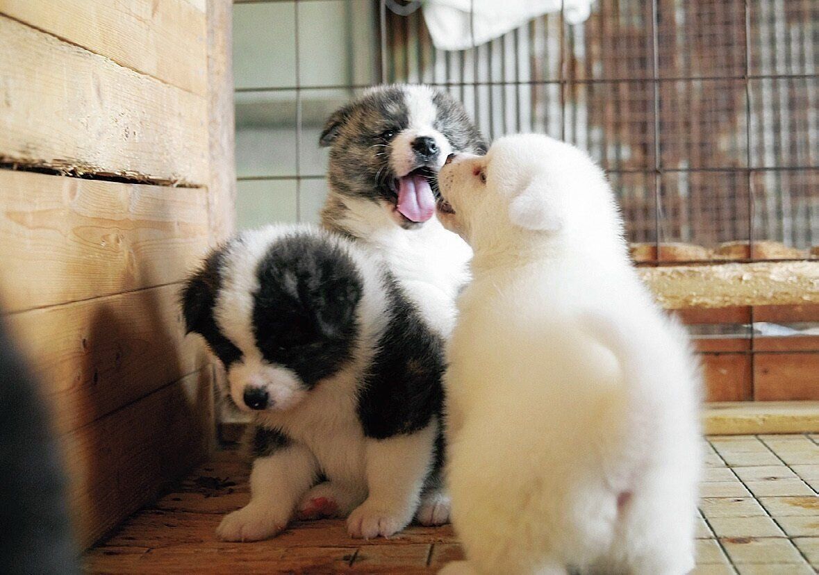 SNSで話題！もふもふがかわいい！秋田犬の市役所こと秋田犬保存会の活動をご紹介