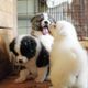 SNSで話題!もふもふがかわいい!秋田犬の市役所こと秋田犬保存会の活動をご紹介
