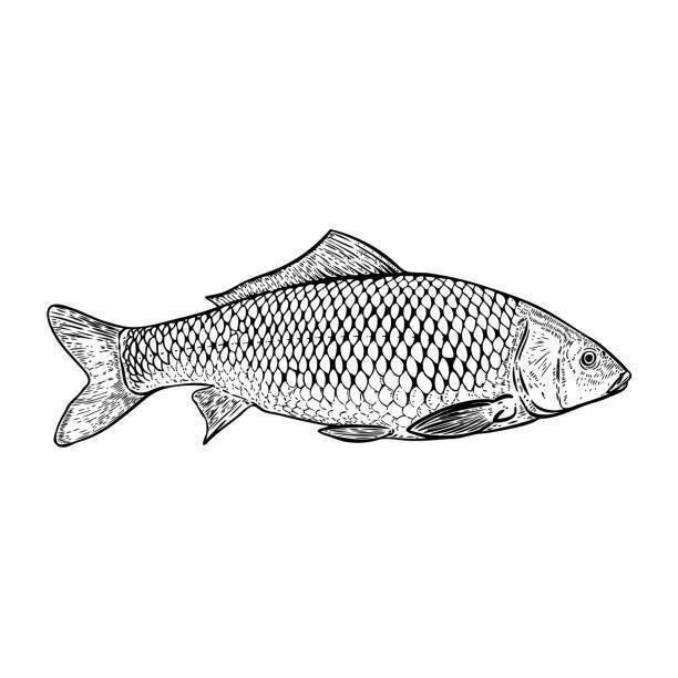 手描き鯉魚図です。ポスター、メニューのバナー、メニューのデザイン要素です。ベクトル図