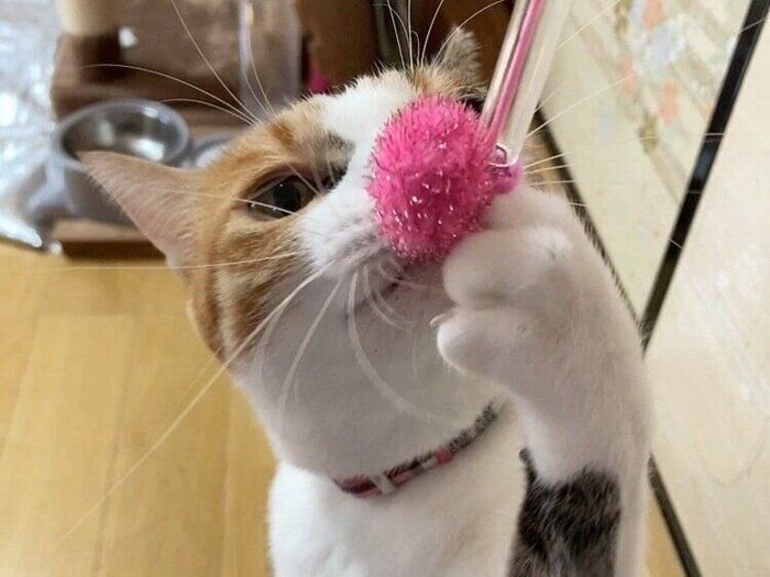 【猫用品】安全第一！種類も豊富で選ぶのが楽しい「猫首輪」【おもちゃも】