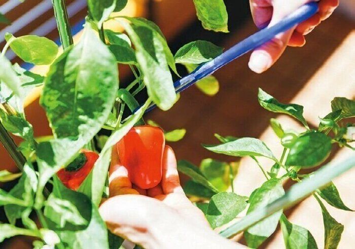 いつもの料理もレベルUP！「おうち菜園」はイイことばかり（体験者たちの声）