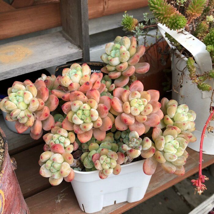 【多肉植物】なんとなく買わないで！初心者でも安心して選べる「元気な株のチェックポイント」3選