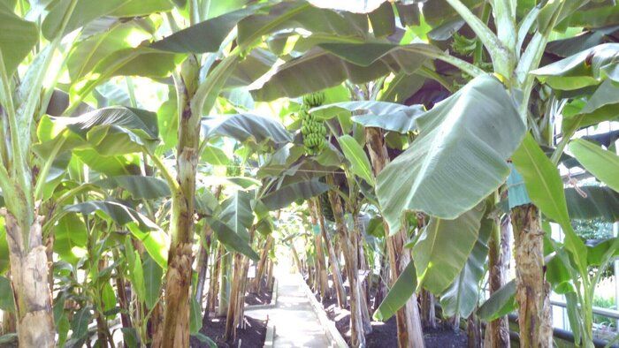 バナナやパイナップルは果物じゃない!?まぎらわしい果物と野菜の違いとは？