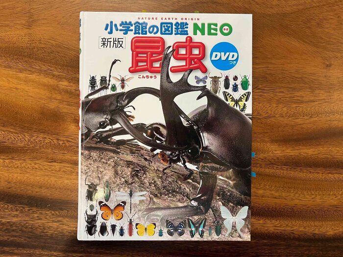 【レジャー費0円】コスパ最強！夏が最適！昆虫採集の楽しみ方