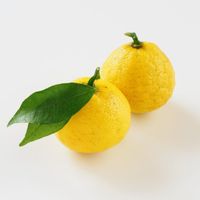 さわやかな香りを楽しめる 柚子 ゆず を使ったおすすめレシピ30選 肉料理 魚料理 パスタにも風味をプラス サンキュ さわやかな香りを楽しめる 柚子 ゆず を使ったおすすめレシピ30選 肉料理 魚料理 パスタにも風味をプラス サンキュ