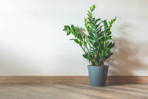 家庭用植物ザミオクルカス、ザンジバルの宝石としても知られています