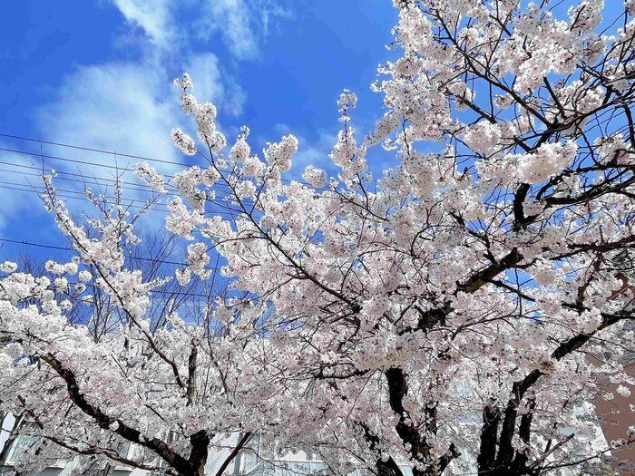 【小学生2児ママ】入学準備であえて買わなかったもの3選