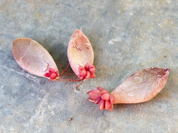 【多肉植物】常識の感覚がバグってる！ズボラさんも安心の「衝撃の生命力」エピソード3選