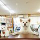 SNSで話題!もふもふがたまらない!「秋田犬の市役所」こと秋田犬保存会の犬たち