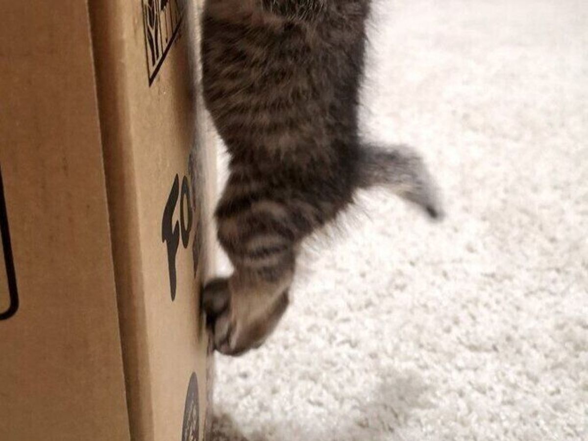 猫の高いところ好きが可愛い!生後1ヶ月のポッケちゃんの勇気