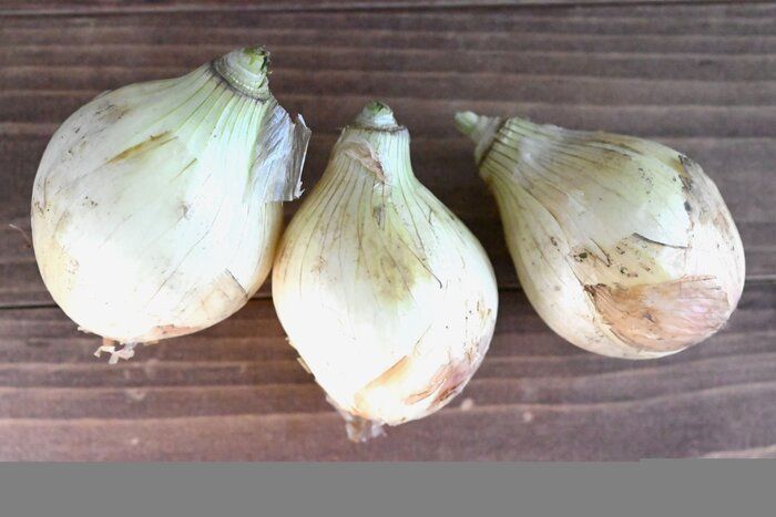 【旬食材】新玉ねぎを副菜で楽しもう！軽いものからボリューム副菜まで♪新玉ねぎレシピ3選