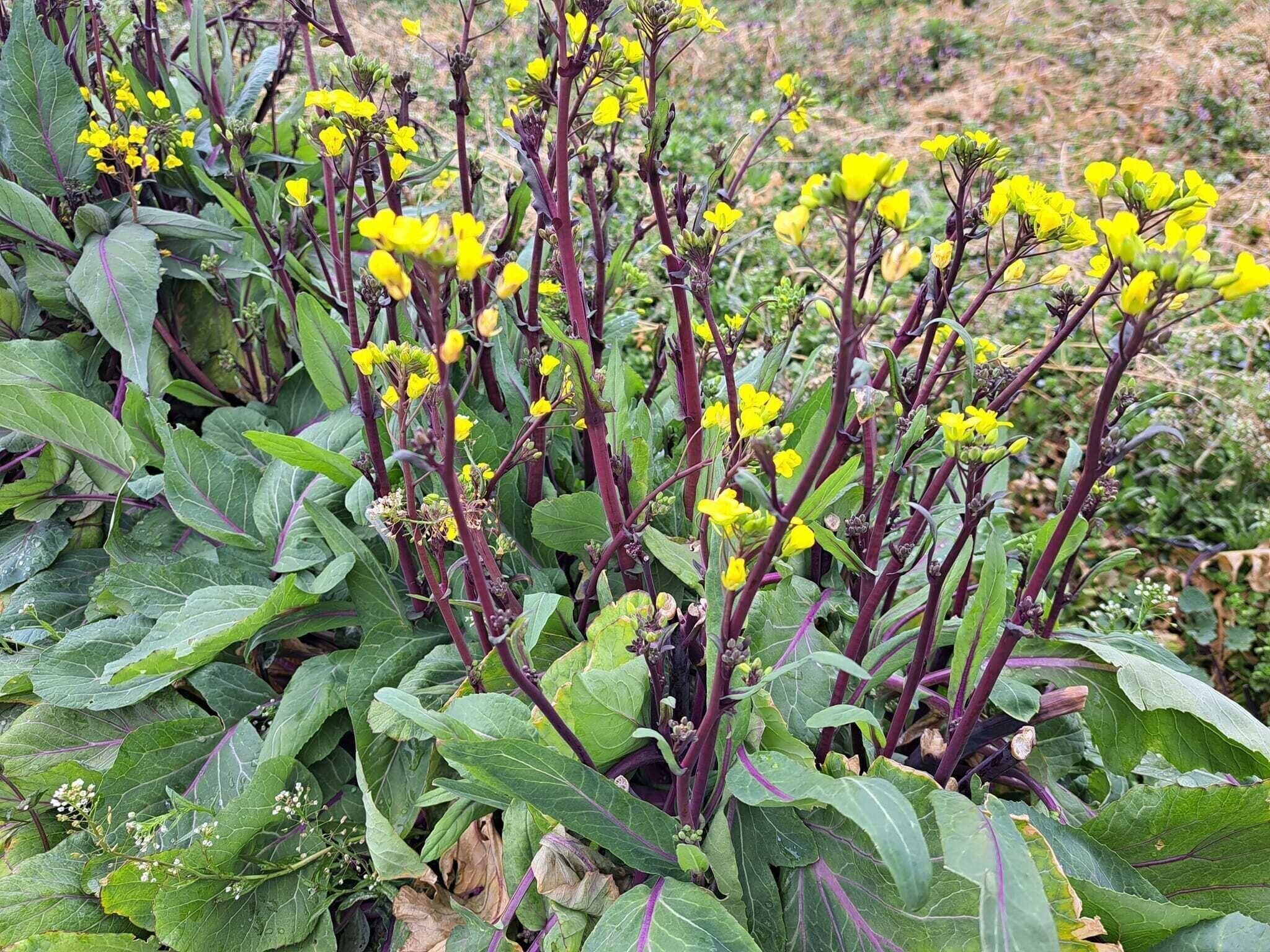 【旬食材】農家がオススメ！紫色の菜の花は、今の時期が一番美味しい！