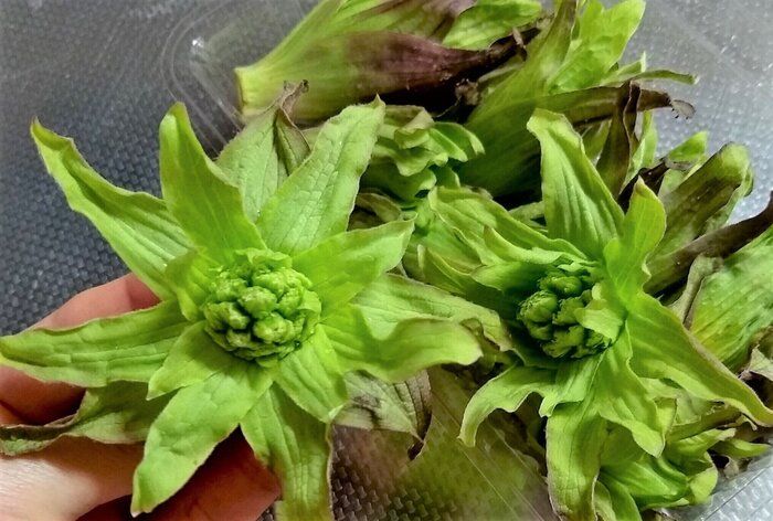 アク抜き必要なし！意外と気軽に食べられる山菜を野菜ソムリエが解説