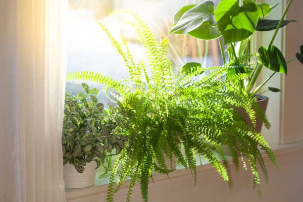 窓の白い植木鉢の観葉植物のフィットトニア、ネフレオピスとモンステラ