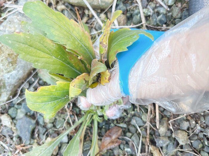 ダイソーピタット手袋