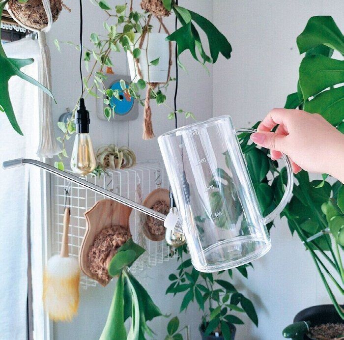 自宅にグリーンを飾りたくなる！愛好者に聞いた「初心者でも育てやすいグリーン」BEST3