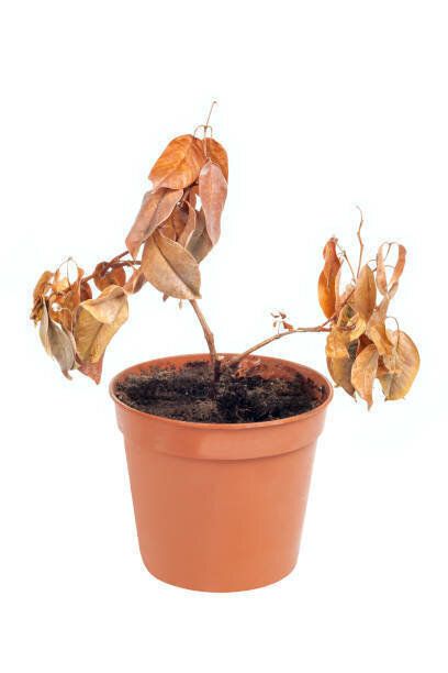 鍋に 1 つの死んだ植物