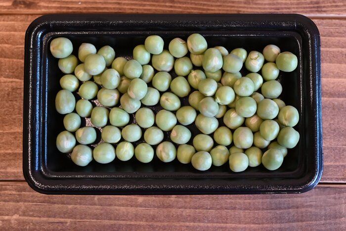 【旬食材】食べなきゃ損！旬のグリーンピースは別格のおいしさ♪簡単な下処理方法＆簡単レシピ2選