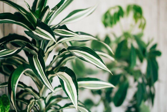 すぐ捨てて！持っていると知らないうちに「金運が下がるモノ」【Dr.コパの風水解説】